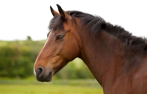 What Is a Bay Horse? Pictures & Fun Facts