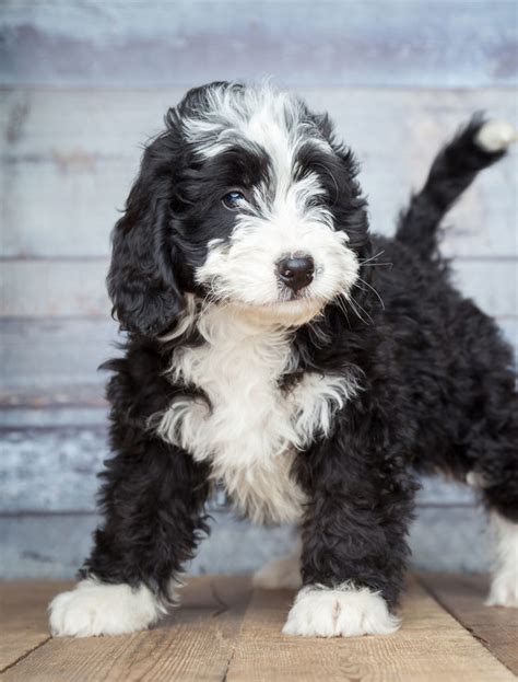 77+ Bernese Mountain Dog Poodle Mini Pic - Bleumoonproductions