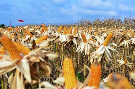 Upaya Mega Eltra Wujudkan Kemakmuran Petani Lewat 4.000 Hektare Kebun ...