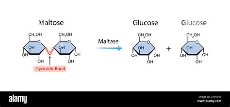 Maltase enzyme function, illustration Stock Photo - Alamy