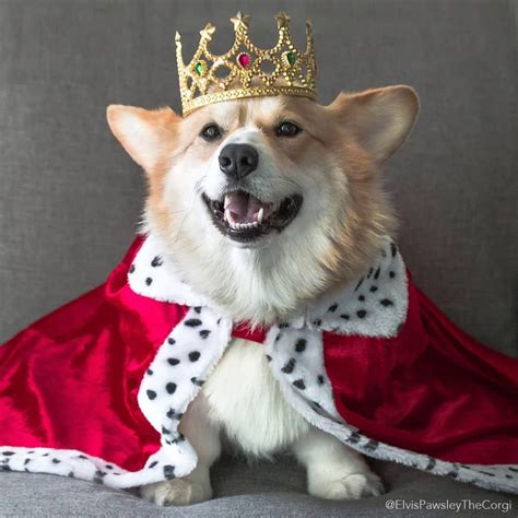 Presenting the Royal Corgi [x-post r/corgi] : aww