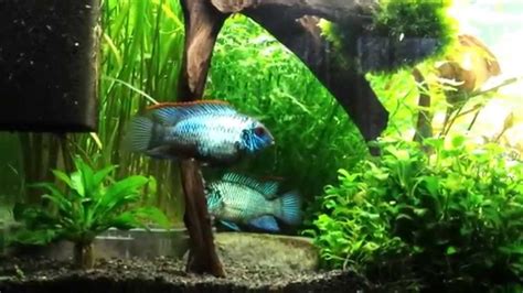 Electric Blue Acara Breeding Courtship - YouTube