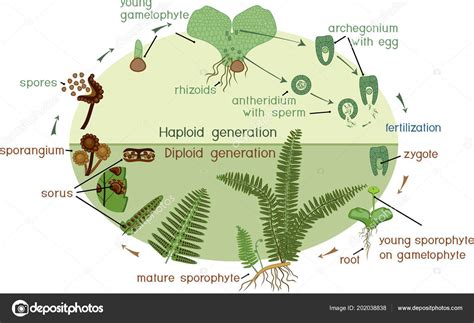 Life Cycle Fern Plant Life Cycle Alternation Diploid Sporophytic ...