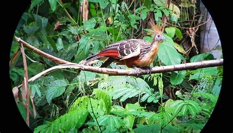 Amazon Wildlife Peru (Cusco) - All You Need to Know BEFORE You Go