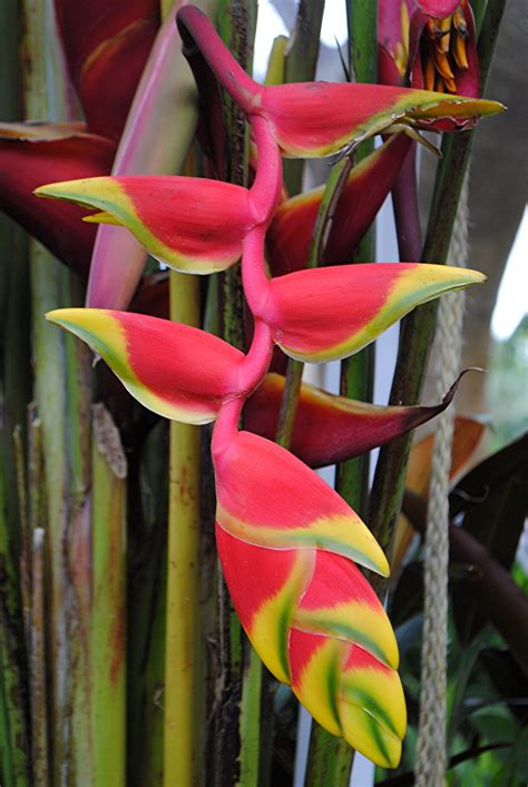 Lobster Claw Heliconia: Nature's Exquisite Creation