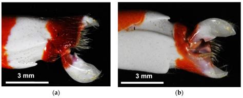 Biomimetics | Free Full-Text | Development of a Cavitation Generator ...