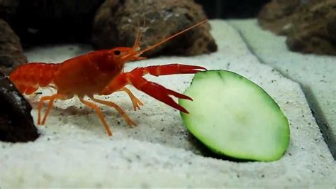 Crayfish Eating Zucchini - Freshwater Nano Cube Aquarium (Day 16) - YouTube