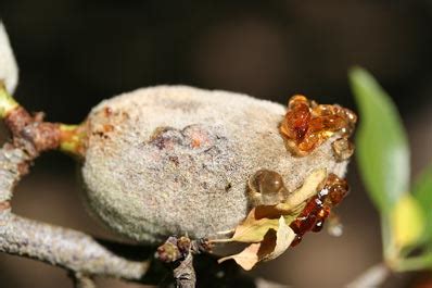 Risk of Almond Diseases by Rain During Bloom - Sunburst Plant Disease ...