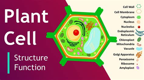 Plant cell Structure and Function | Plant Cell Model | Basic Science ...