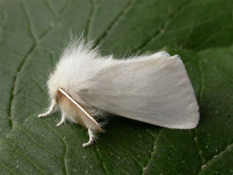 Brown-tail Moth: Identification, Life Cycle, Facts & Pictures