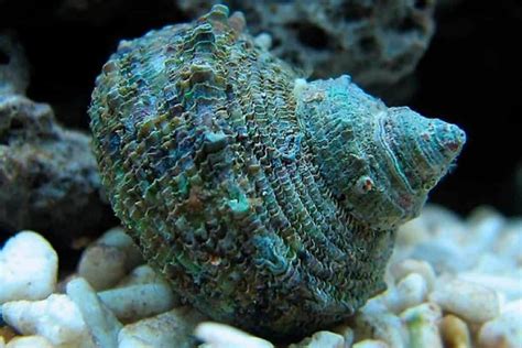 List of Saltwater Aquarium Snails: Pros and Cons - Shrimp and Snail Breeder