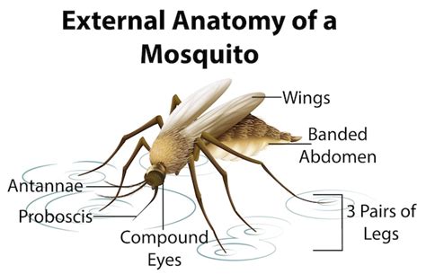 Free Vector | External anatomy of a mosquito on white background