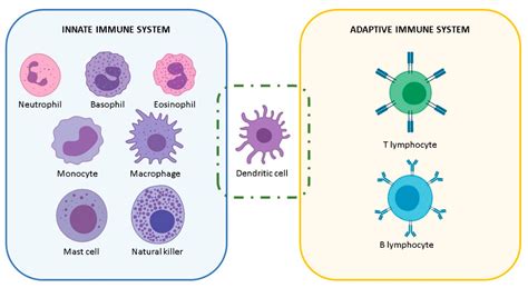 Innate Immune System