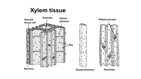 Name the constituents cells of xylem?