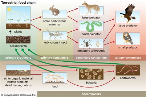 Food chain | Definition, Types, & Facts | Britannica