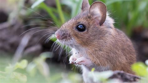 What to do about wild mice | The Humane Society of the United States