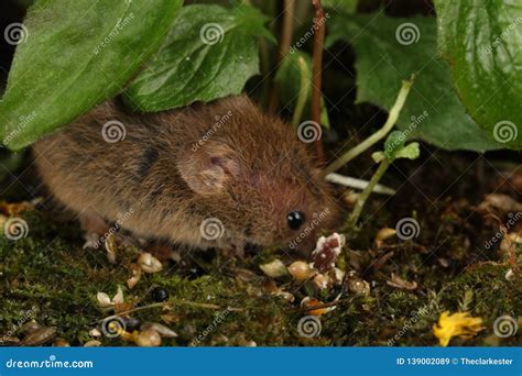 Harvest Mice in Natural Habitat Stock Image - Image of blades, creature ...