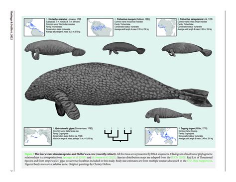 Sirenian Family (Fig 1) [IMAGE] | EurekAlert! Science News Releases