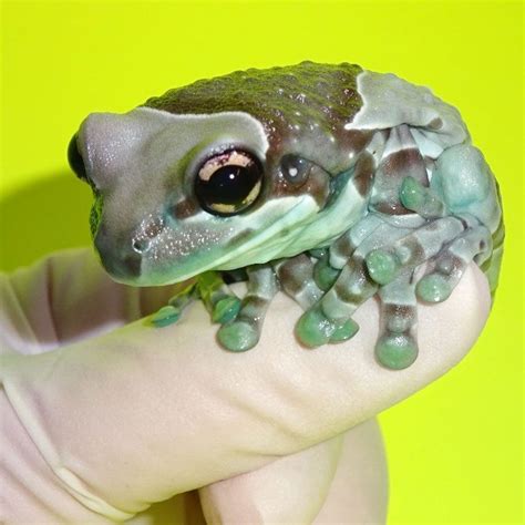 Amazon Milk Frog 2 inch juveniles