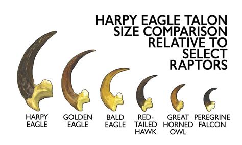 Harpy Eagle Size Comparison