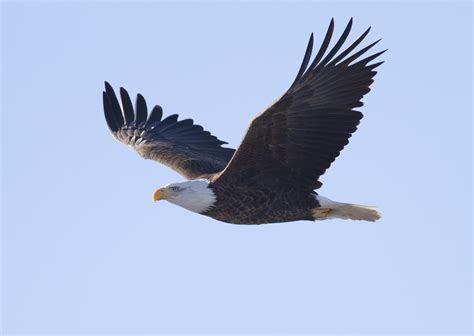 Flying Eagle Free Stock Photo - Public Domain Pictures