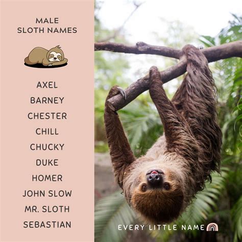 200+ Best Sloth Names (Cute, Funny, and Cool) - Every Little Name