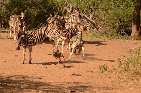 Zebra attack wildebeest calf - Africa Geographic