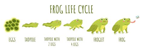 Toad Life Cycle