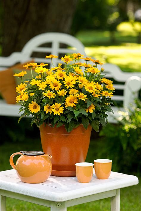 'Tuscan Sun' - Perennial Sunflower - Heliopsis helianthoides ...