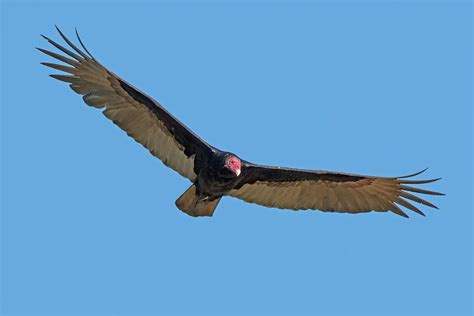 Florida Keys wildlife: 12 animals not to miss & when to see them