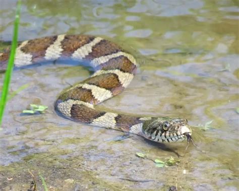 Northern Water Snake - Facts, Diet, Habitat & Pictures on Animalia.bio