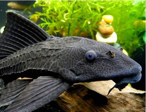 Snow King Trinidad Pleco Fish | Arizona Aquatic Gardens