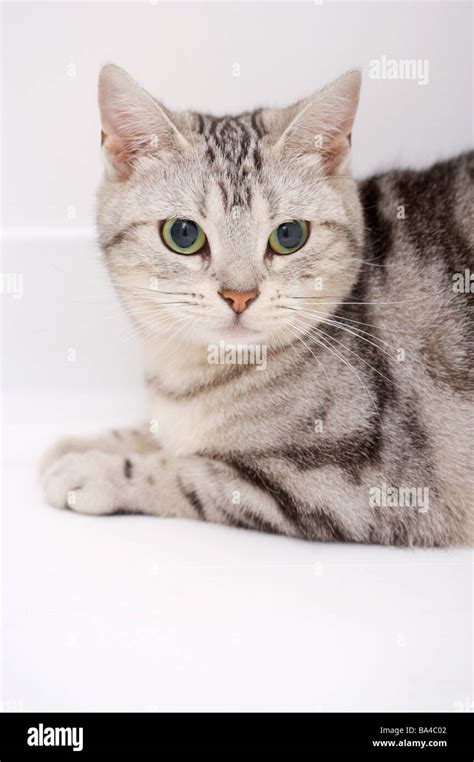 Portrait of cat crouching Stock Photo - Alamy