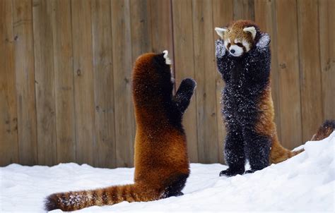 Wallpaper snow, the fence, red Panda, hands up, two animals images for ...