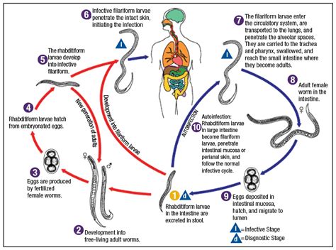 Parasites in tissue: how to identify the structures - CAP TODAY