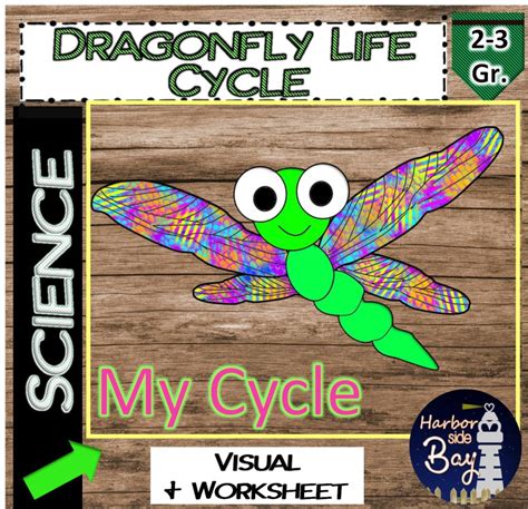 Dragonfly Life Cycle | Made By Teachers