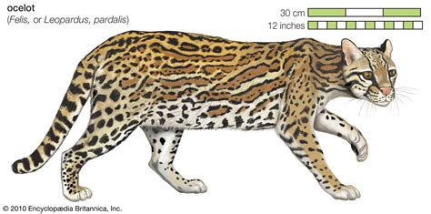 Ocelot | Wild Cat Species, Habitat & Diet | Britannica