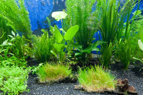 Aquarium Plants Free Stock Photo - Public Domain Pictures