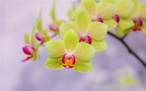 Green orchids, tropical flowers, potted plants, orchids branch ...