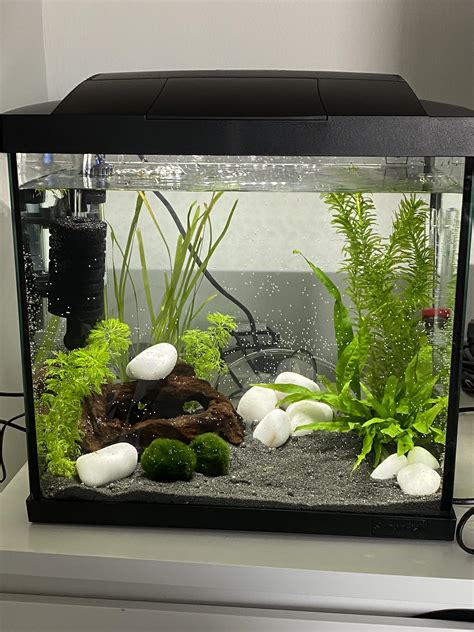 I finally have my very first shrimp tank setup after wanting shrimp for ...