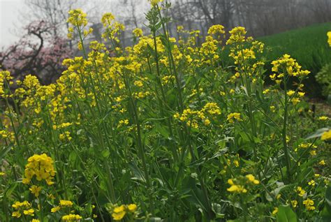 Rapeseed Plant Free Stock Photo - Public Domain Pictures