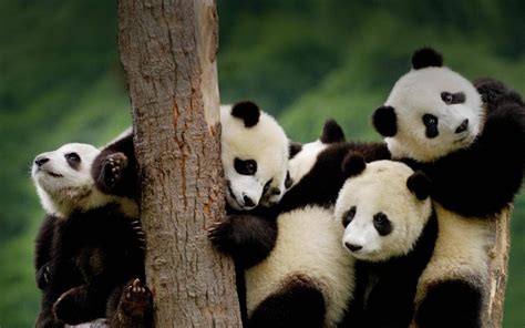 10 Best cute wallpaper of panda You Can Download It At No Cost ...