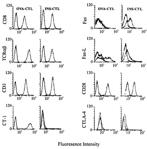 Cell-surface phenotype of OVA-CTL and INS-CTL cell lines. OVA-CTL and ...