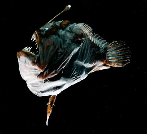 Deep-sea anglerfishes have evolved a new type of immune system