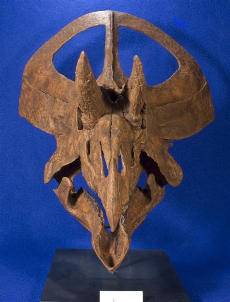 WitmerLab Dinosaur Skull Collection:zuniceratops