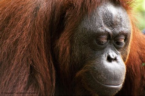 Serene Orangutan in the Learning Forest