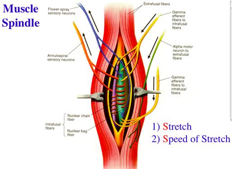 Muscle Spindle and Golgi Tendon Organ