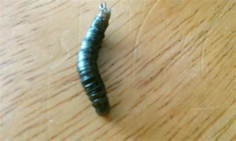 How Do You Stop Worms From Coming Into Your House at Adele McCallum blog