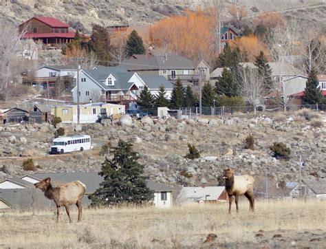 Rick Lamplugh: A Day in the Yellowstone Bison Migration: A Photo Essay