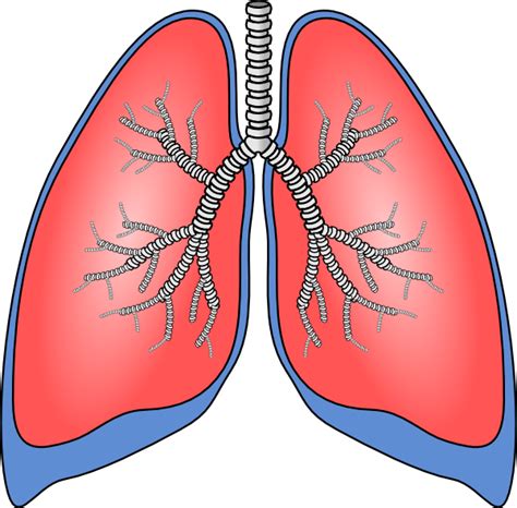 Lungs Clip Art at Clker.com - vector clip art online, royalty free ...